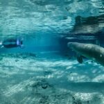 Donde el Lujo se Encuentra con el Mar »